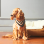 【ペット供養の方法を知る】福岡県でできる心温まる供養とは？